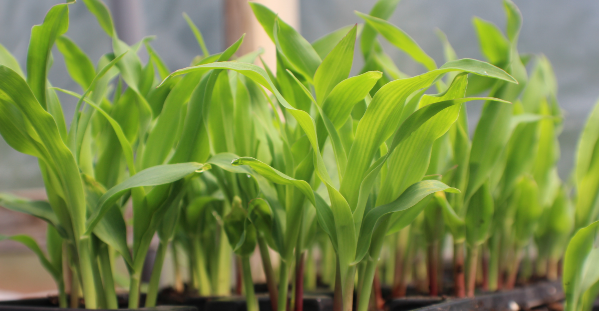 Growing Sweetcorn
